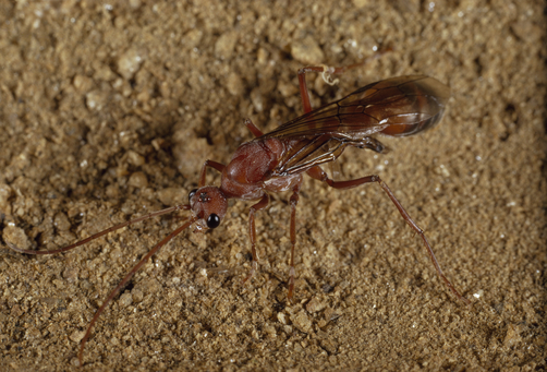 Самец Myrmecia gulosa